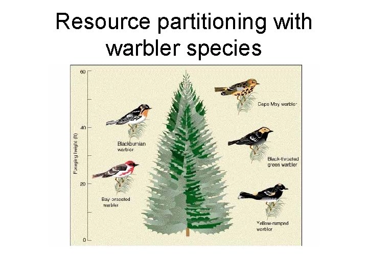 Resource partitioning with warbler species 