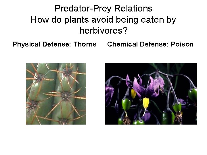 Predator-Prey Relations How do plants avoid being eaten by herbivores? Physical Defense: Thorns Chemical