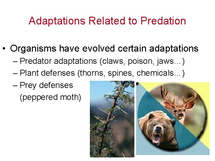 Adaptations Related to Predation • Organisms have evolved certain adaptations – Predator adaptations (claws,