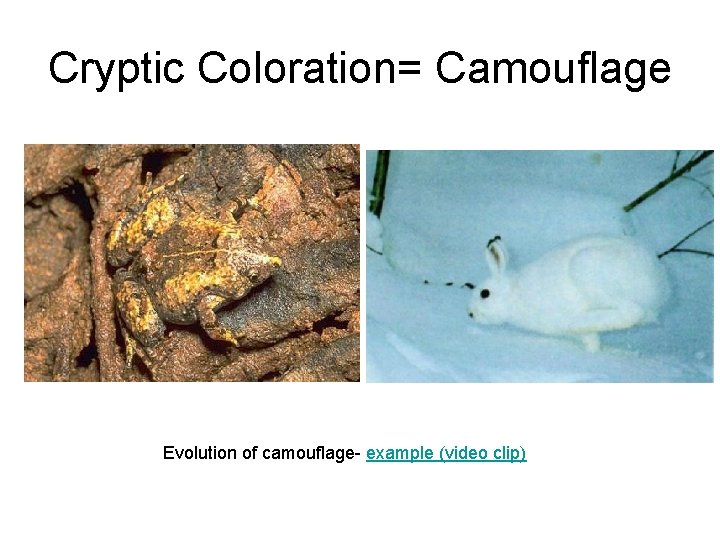 Cryptic Coloration= Camouflage Evolution of camouflage- example (video clip) 