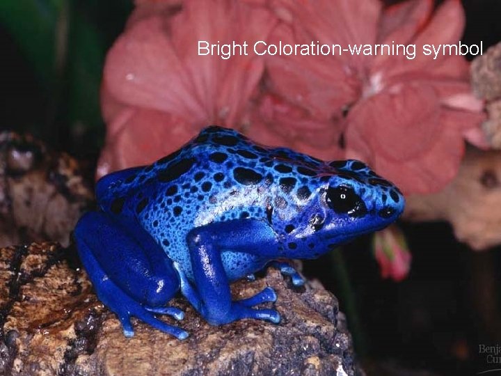 Bright Coloration-warning symbol 