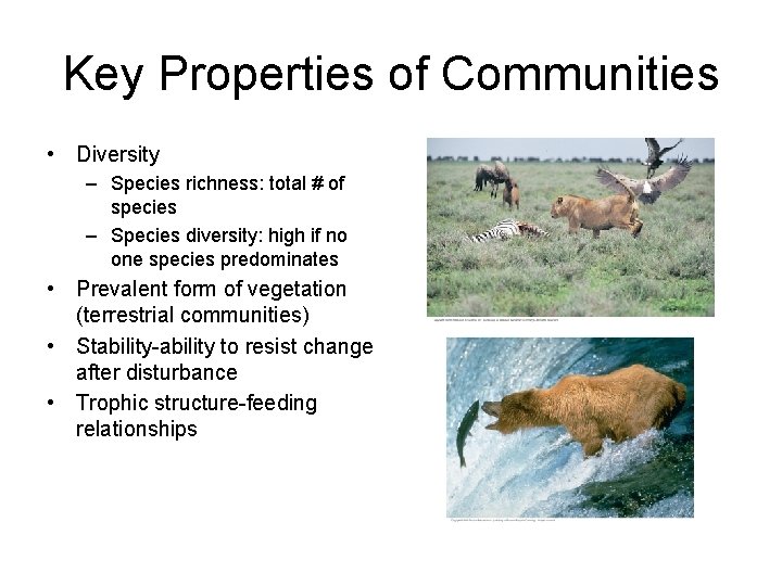 Key Properties of Communities • Diversity – Species richness: total # of species –