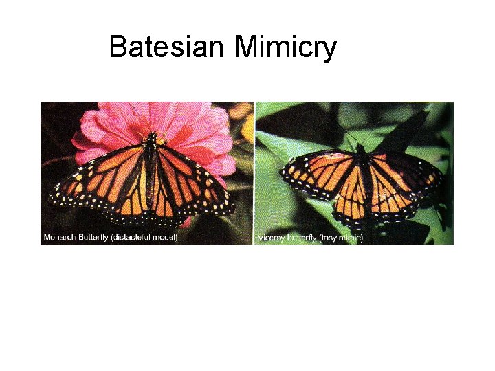 Batesian Mimicry 