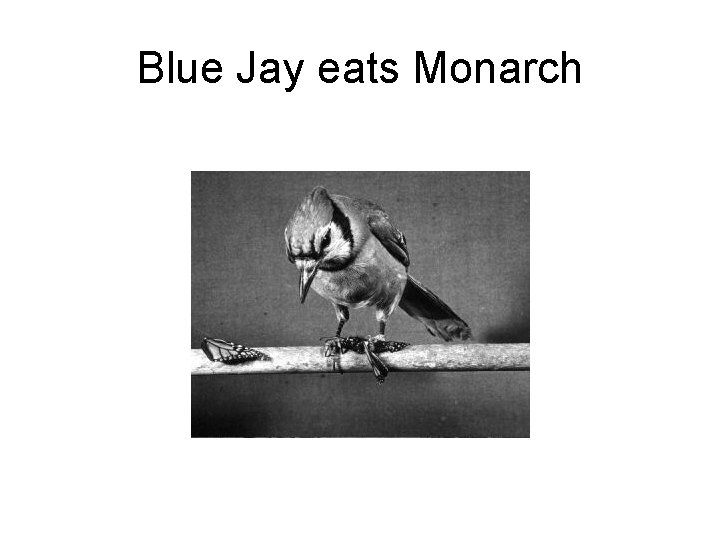 Blue Jay eats Monarch 