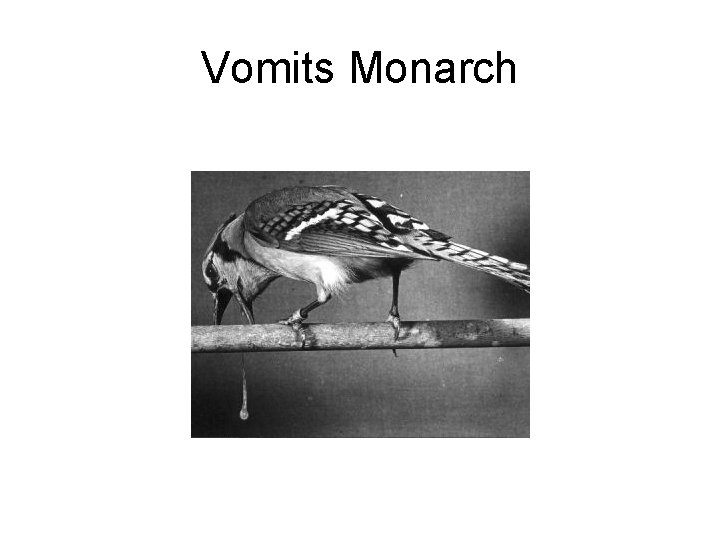 Vomits Monarch 