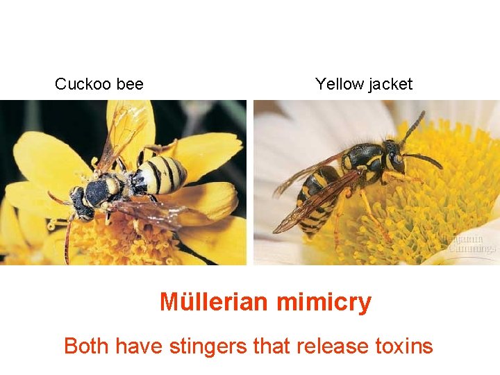 Cuckoo bee Yellow jacket Müllerian mimicry Both have stingers that release toxins 