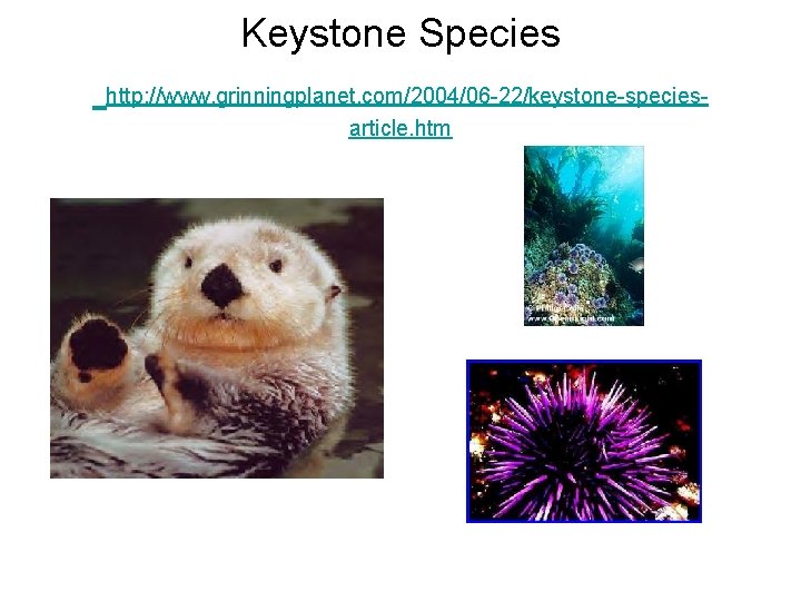 Keystone Species http: //www. grinningplanet. com/2004/06 -22/keystone-speciesarticle. htm 