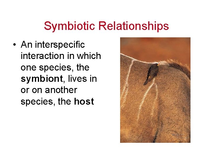 Symbiotic Relationships • An interspecific interaction in which one species, the symbiont, lives in