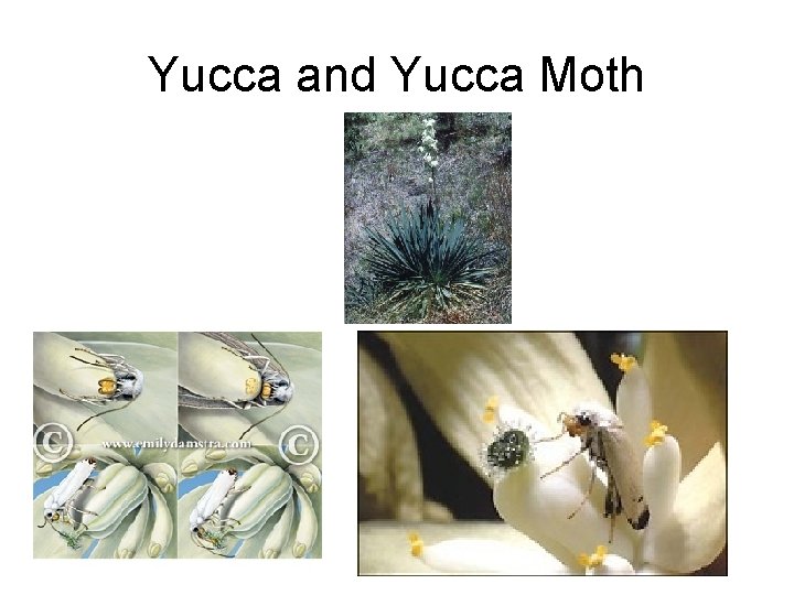 Yucca and Yucca Moth 