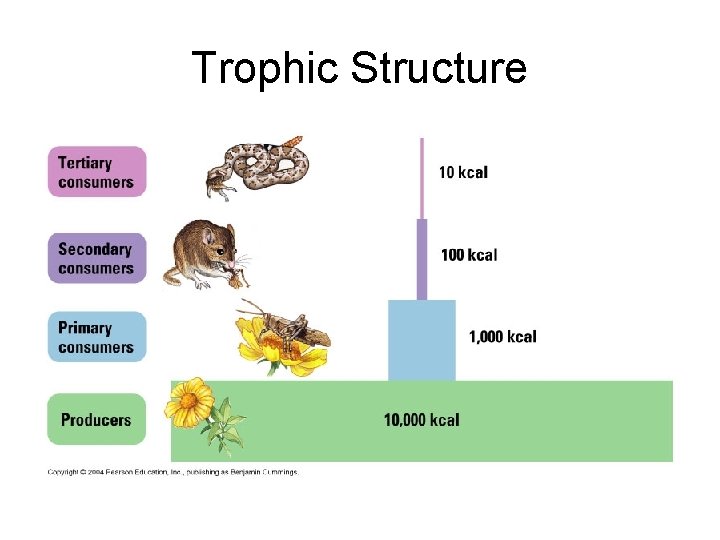 Trophic Structure 