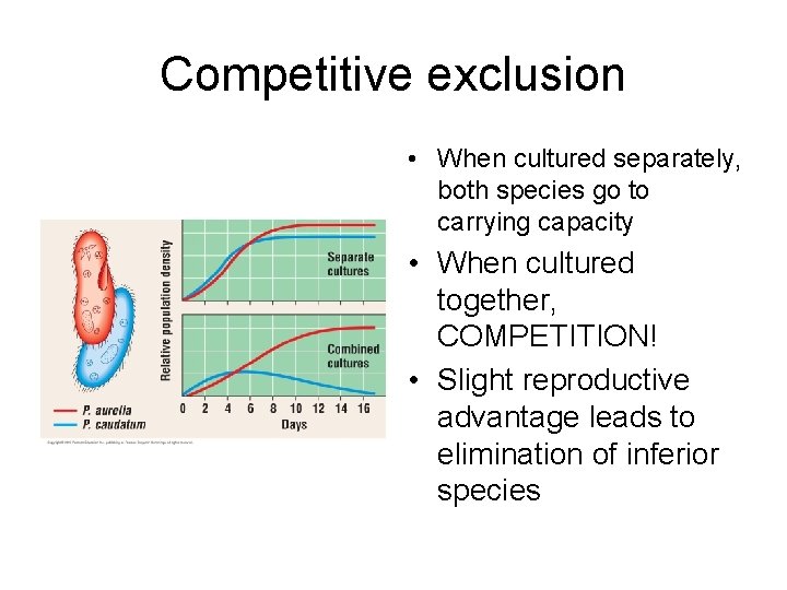 Competitive exclusion • When cultured separately, both species go to carrying capacity • When