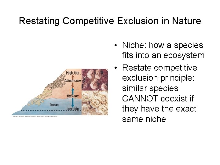 Restating Competitive Exclusion in Nature • Niche: how a species fits into an ecosystem