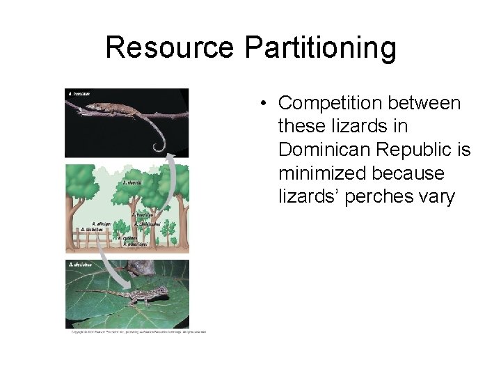 Resource Partitioning • Competition between these lizards in Dominican Republic is minimized because lizards’