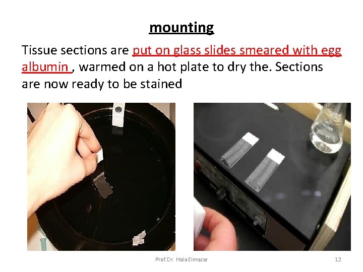 mounting Tissue sections are put on glass slides smeared with egg albumin , warmed