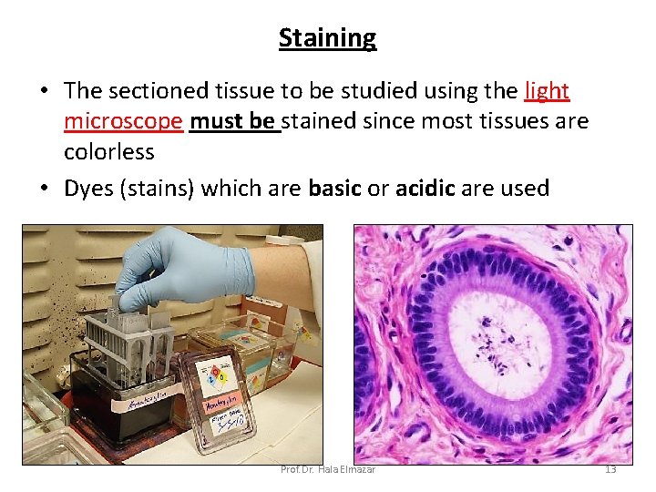 Staining • The sectioned tissue to be studied using the light microscope must be