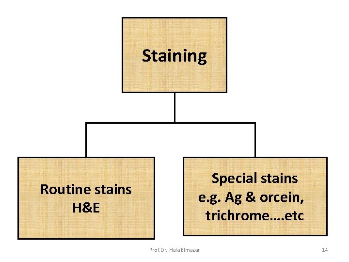 Staining Routine stains H&E Special stains e. g. Ag & orcein, trichrome…. etc Prof.