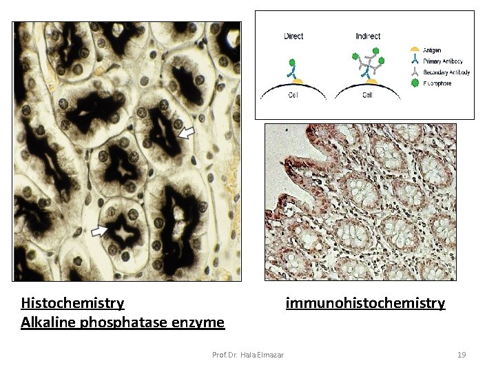 Histochemistry Alkaline phosphatase enzyme Prof. Dr. Hala Elmazar immunohistochemistry 19 