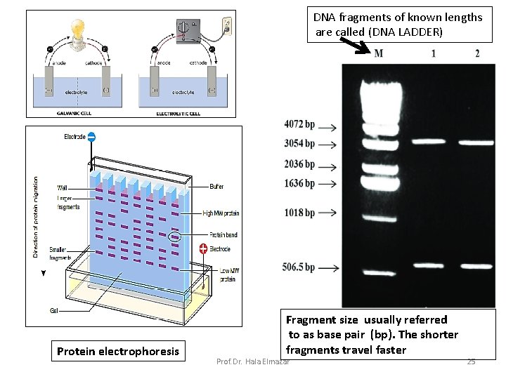 DNA fragments of known lengths are called (DNA LADDER) Protein electrophoresis Fragment size usually