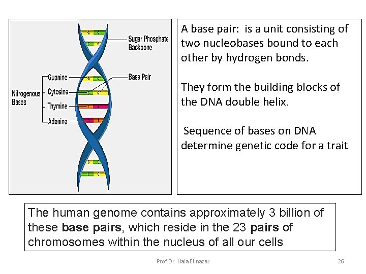 A base pair: is a unit consisting of two nucleobases bound to each other