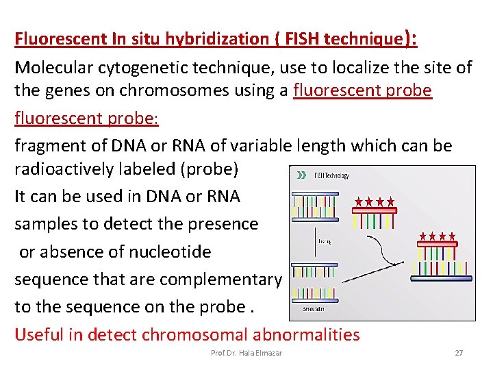 Fluorescent In situ hybridization ( FISH technique): Molecular cytogenetic technique, use to localize the