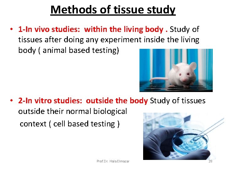 Methods of tissue study • 1 -In vivo studies: within the living body. Study