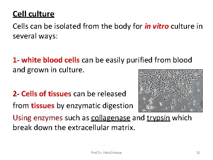 Cell culture Cells can be isolated from the body for in vitro culture in