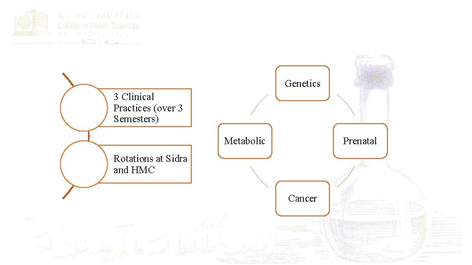 What kind of Clinical Training is involved? Genetics 3 Clinical Practices (over 3 Semesters)