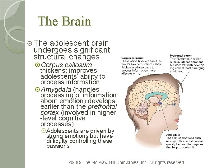 The Brain The adolescent brain undergoes significant structural changes Corpus callosum thickens; improves adolescents’