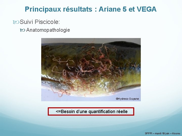 Principaux résultats : Ariane 5 et VEGA Suivi Piscicole: Anatomopathologie ©Hydreco Guyane <=Besoin d’une