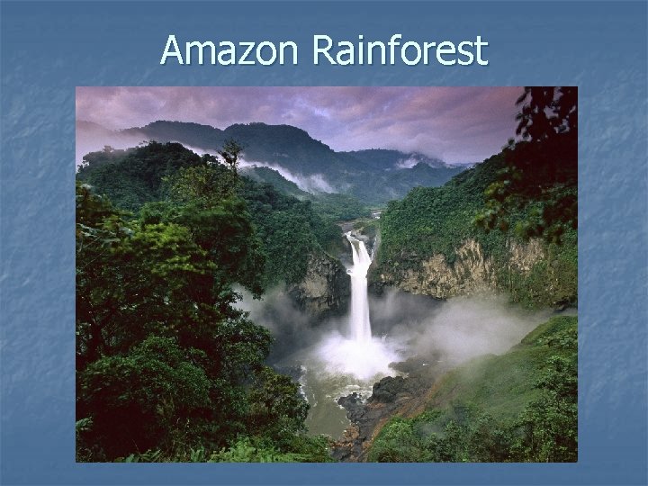 Amazon Rainforest Amazon Rainforest