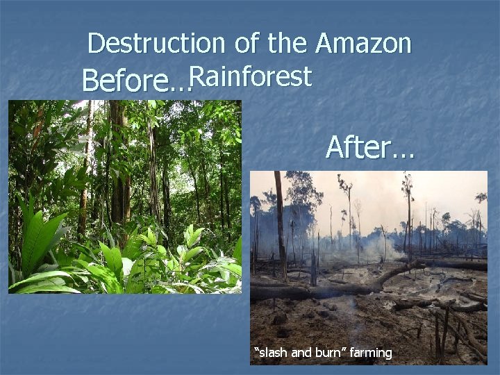Destruction of the Amazon Before…Rainforest After… “slash and burn” farming Destruction of the Amazon Before…Rainforest After… “slash and burn” farming
