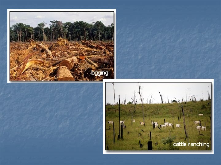 logging cattle ranching logging cattle ranching