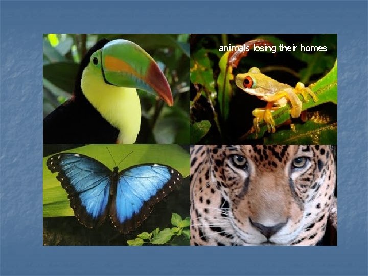 animals losing their homes animals losing their homes