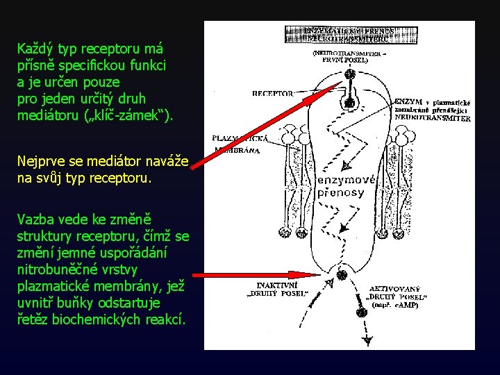 Každý typ receptoru má přísně specifickou funkci a je určen pouze pro jeden určitý Každý typ receptoru má přísně specifickou funkci a je určen pouze pro jeden určitý
