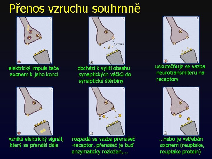 Přenos vzruchu souhrnně elektrický impuls teče axonem k jeho konci vzniká elektrický signál, který Přenos vzruchu souhrnně elektrický impuls teče axonem k jeho konci vzniká elektrický signál, který