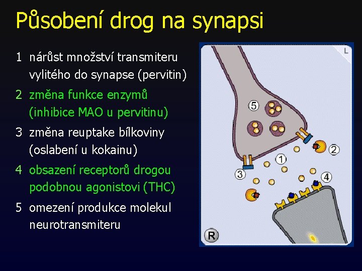 Působení drog na synapsi 1 nárůst množství transmiteru vylitého do synapse (pervitin) 2 změna Působení drog na synapsi 1 nárůst množství transmiteru vylitého do synapse (pervitin) 2 změna
