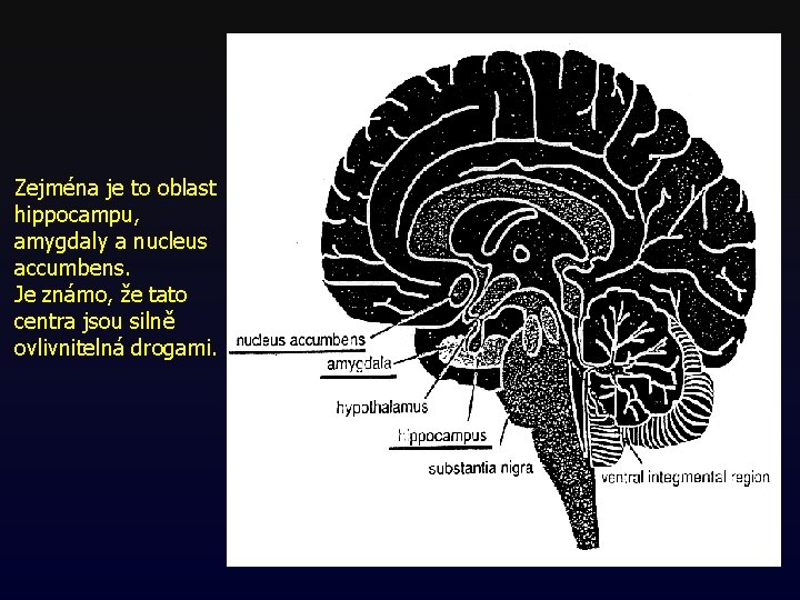 Zejména je to oblast hippocampu, amygdaly a nucleus accumbens. Je známo, že tato centra Zejména je to oblast hippocampu, amygdaly a nucleus accumbens. Je známo, že tato centra