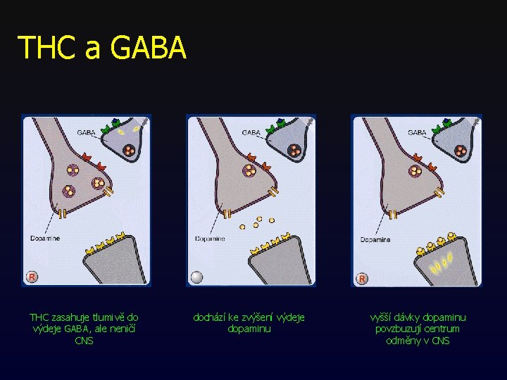 THC a GABA THC zasahuje tlumivě do výdeje GABA, ale neničí CNS dochází ke THC a GABA THC zasahuje tlumivě do výdeje GABA, ale neničí CNS dochází ke