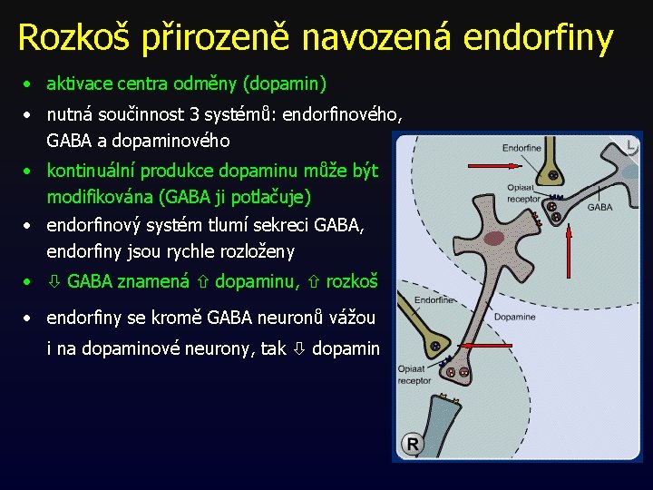 Rozkoš přirozeně navozená endorfiny • aktivace centra odměny (dopamin) • nutná součinnost 3 systémů: Rozkoš přirozeně navozená endorfiny • aktivace centra odměny (dopamin) • nutná součinnost 3 systémů: