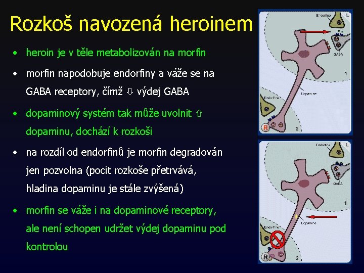 Rozkoš navozená heroinem • heroin je v těle metabolizován na morfin • morfin napodobuje Rozkoš navozená heroinem • heroin je v těle metabolizován na morfin • morfin napodobuje