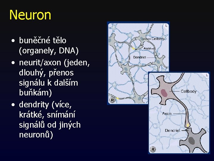 Neuron • buněčné tělo (organely, DNA) • neurit/axon (jeden, dlouhý, přenos signálu k dalším Neuron • buněčné tělo (organely, DNA) • neurit/axon (jeden, dlouhý, přenos signálu k dalším