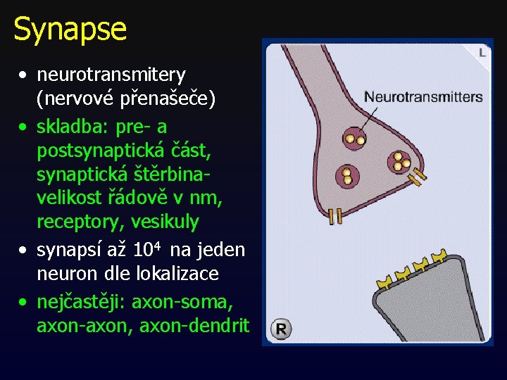 Synapse • neurotransmitery (nervové přenašeče) • skladba: pre- a postsynaptická část, synaptická štěrbinavelikost řádově Synapse • neurotransmitery (nervové přenašeče) • skladba: pre- a postsynaptická část, synaptická štěrbinavelikost řádově