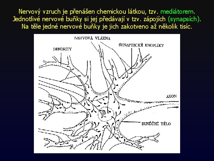 Nervový vzruch je přenášen chemickou látkou, tzv. mediátorem. Jednotlivé nervové buňky si jej předávají Nervový vzruch je přenášen chemickou látkou, tzv. mediátorem. Jednotlivé nervové buňky si jej předávají