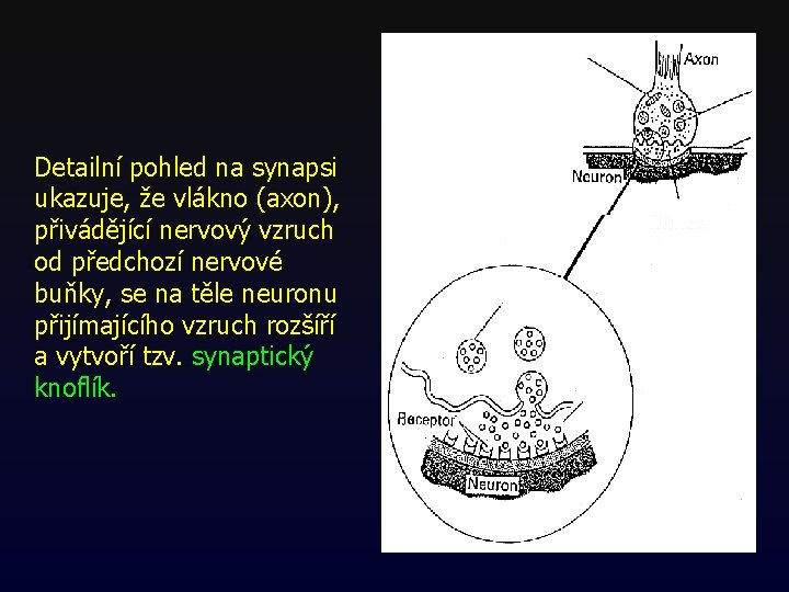 Detailní pohled na synapsi ukazuje, že vlákno (axon), přivádějící nervový vzruch od předchozí nervové Detailní pohled na synapsi ukazuje, že vlákno (axon), přivádějící nervový vzruch od předchozí nervové