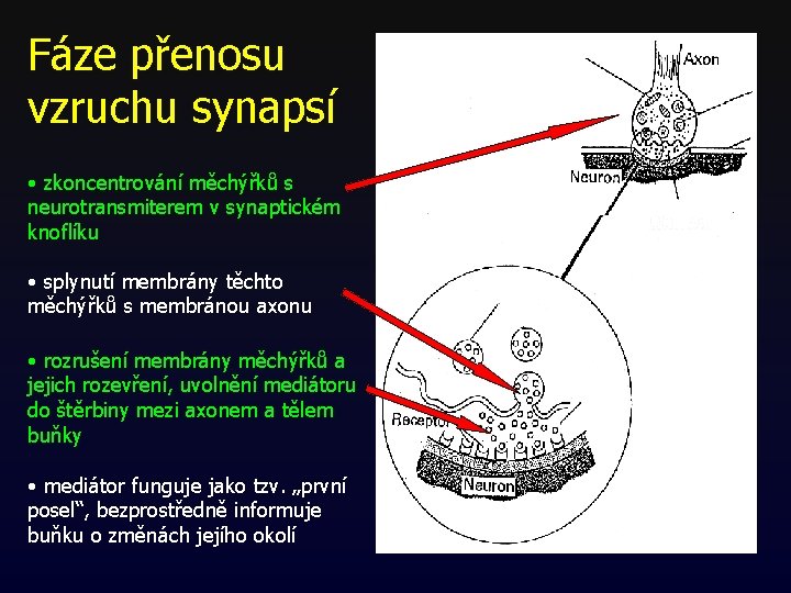 Fáze přenosu vzruchu synapsí • zkoncentrování měchýřků s neurotransmiterem v synaptickém knoflíku • splynutí Fáze přenosu vzruchu synapsí • zkoncentrování měchýřků s neurotransmiterem v synaptickém knoflíku • splynutí