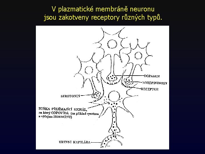 V plazmatické membráně neuronu jsou zakotveny receptory různých typů. V plazmatické membráně neuronu jsou zakotveny receptory různých typů.