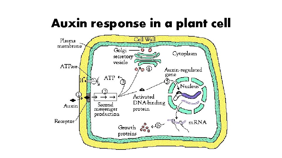 Auxin response in a plant cell 