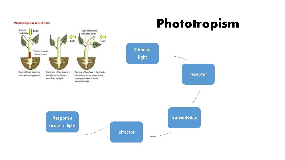 Phototropism Stimulus light receptor transmission Response Grow to light effector 