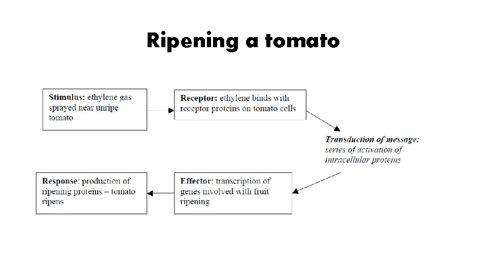 Ripening a tomato 