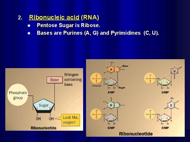 2. Ribonucleic acid (RNA) l l Pentose Sugar is Ribose. Bases are Purines (A,